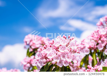 Blue sky and flowers of Kalmire 124450478