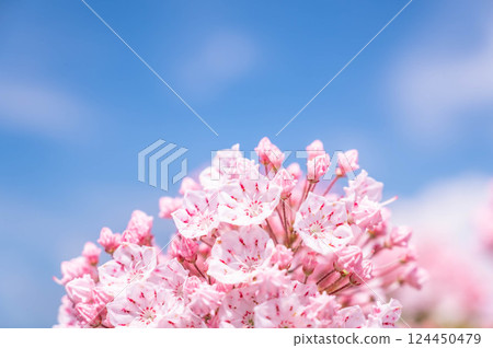Blue sky and flowers of Kalmire 124450479