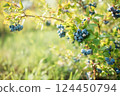 Fresh organic blueberrys on the bush. Copy space for text. 124450794