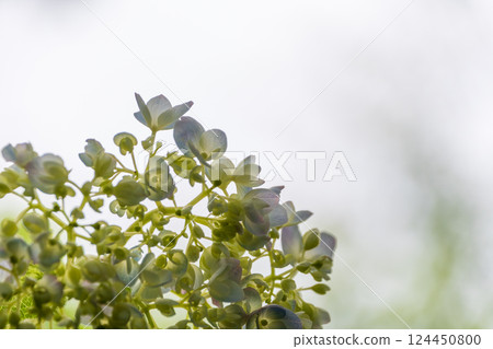 柔和的光線籠罩著繡球花的嫩葉 124450800