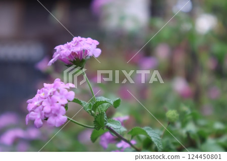 繡球花在雨中濕 繡球花在雨中濕 124450801