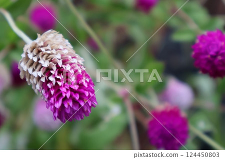 Grass with pink flowers Grass with pink flowers 124450803