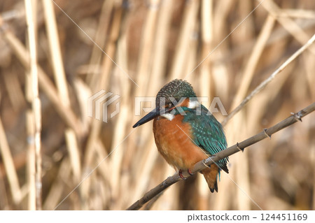 Kingfisher 124451169