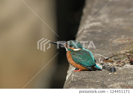 Kingfisher 124451171