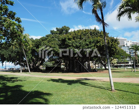 Monkey pot 124451313