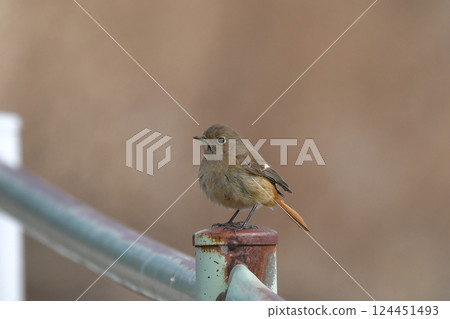 黃尾鴝 黃尾鴝 124451493