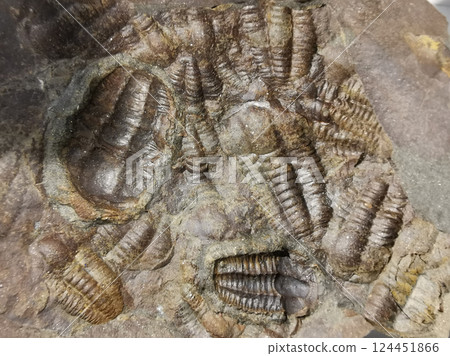 very nice trilobite collection 124451866