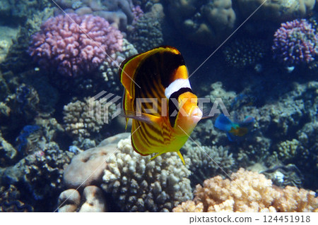 yellow fish Egypt 124451918