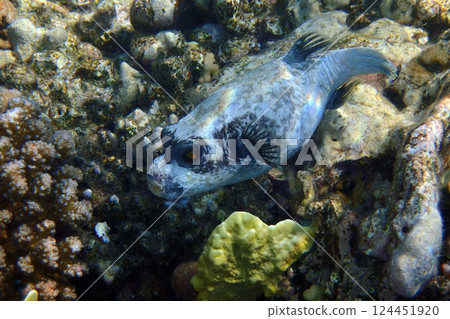 puffer fish from Egypt puffer fish from Egypt 124451920