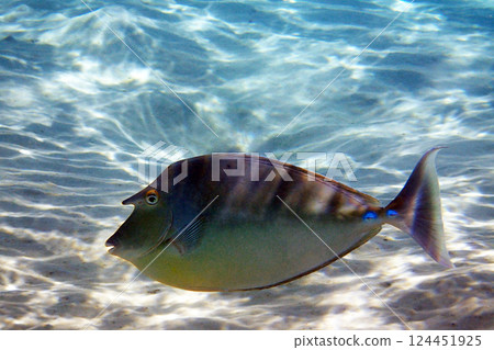 Naso unicornis fish 124451925