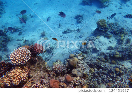 coral reef in the Red Sea 124451927