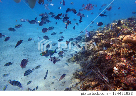 coral reef in the Red Sea 124451928