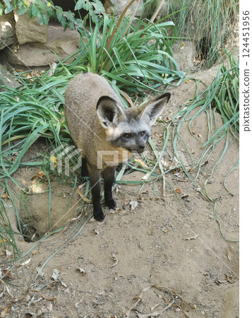 fennec fox in the nature fennec fox in the nature 124451956