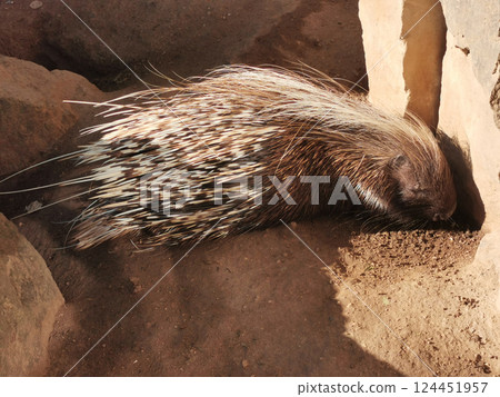 spiny porcupine is sleeeping spiny porcupine is sleeeping 124451957