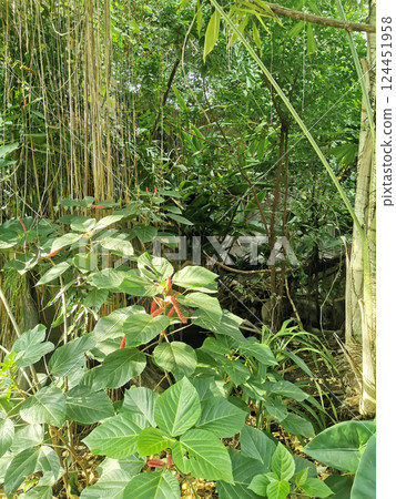 tropical green jungle tropical green jungle 124451958