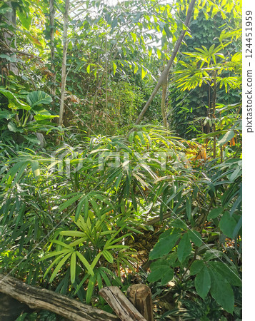 tropical green jungle 124451959