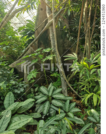 tropical green jungle 124451960