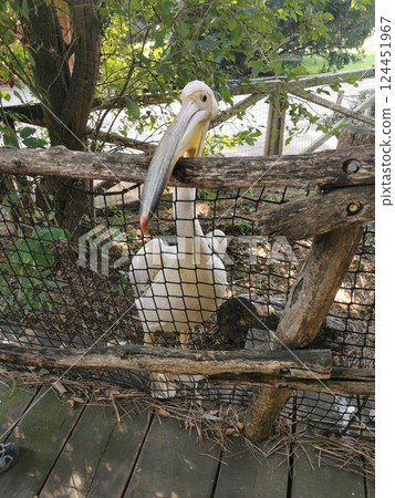 pelican bird in the garden 124451967