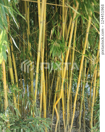 bamboo plant texture 124451968