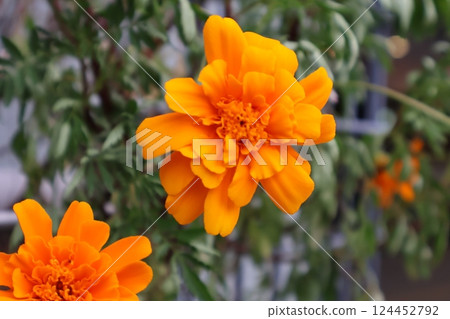 Orange marigold flowers Orange marigold flowers 124452792