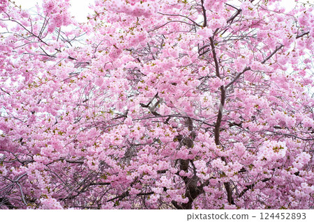 Full bloom cherry blossom tree with dense clusters of delicate pink flowers, creating a dreamy and vibrant spring landscape. 124452893