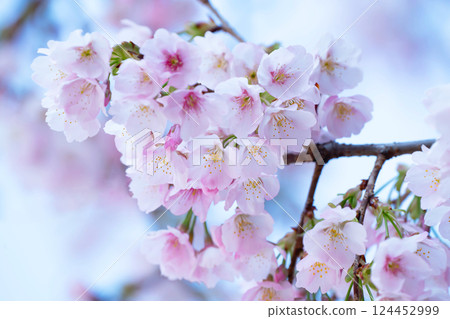 Newly bloomed cherry blossoms Newly bloomed cherry blossoms 124452999