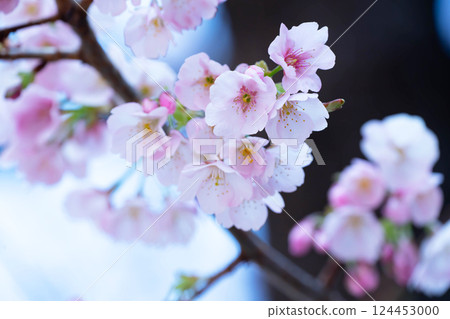 Newly bloomed cherry blossoms Newly bloomed cherry blossoms 124453000
