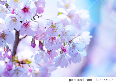 Newly bloomed cherry blossoms 124453002