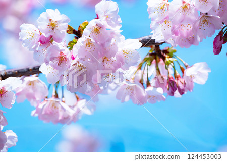 Newly bloomed cherry blossoms 124453003