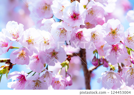 Newly bloomed cherry blossoms Newly bloomed cherry blossoms 124453004