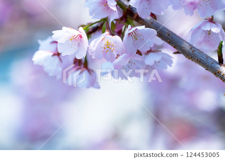 Newly bloomed cherry blossoms 124453005