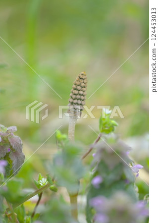 Spring image Tsukushi Spring image Tsukushi 124453013