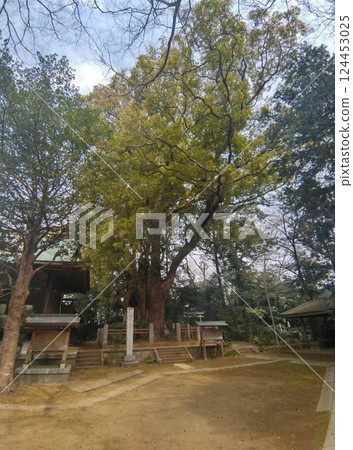 千葉縣香取郡神埼町神埼本宿的神埼神社的聖樹 千葉縣香取郡神埼町神埼本宿的神埼神社的聖樹 124453025