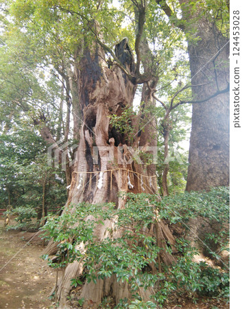 千葉縣香取郡神埼町神埼本宿的神埼神社的聖樹 千葉縣香取郡神埼町神埼本宿的神埼神社的聖樹 124453028