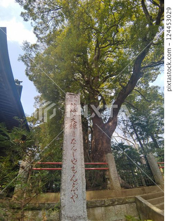 千葉縣香取郡神埼町神埼本宿的神埼神社的聖樹 千葉縣香取郡神埼町神埼本宿的神埼神社的聖樹 124453029