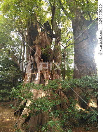千葉縣香取郡神埼町神埼本宿的神埼神社的聖樹 124453030