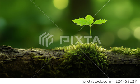 Sprouts growing on moss 124453127