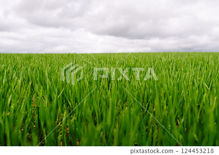 Green wheat growing in the fields. ?oncept of agriculture, ecology, gardening. Field of green grass. 124453218