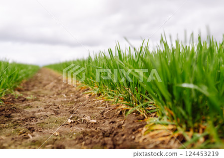 Green wheat growing in the fields. ?oncept of agriculture, ecology, gardening. Field of green grass. Green wheat growing in the fields. ?oncept of agriculture, ecology, gardening. Field of green grass. 124453219
