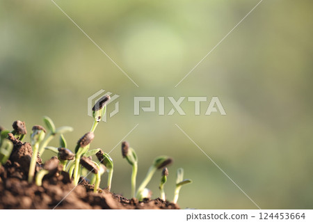Macro of small vegetable sprouts growing up 124453664