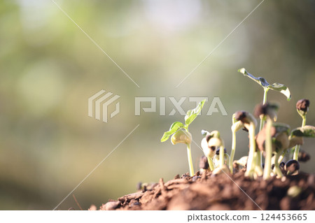 Macro of small vegetable sprouts growing up under sunlight Macro of small vegetable sprouts growing up under sunlight 124453665
