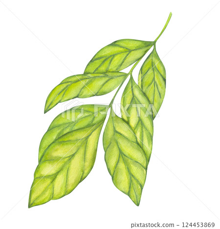 Watercolor green foliage, carambola branches. Leaf of plantation matcha tea, tobacco, cocoa, citrus. Botanical clipart. Hand drawn watercolor illustration isolated white background. 124453869