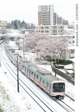 Snow cherry tree 124453903