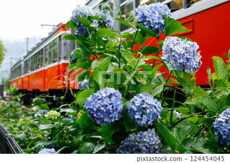 The Hakone Tozan Railway passing by hydrangeas The Hakone Tozan Railway passing by hydrangeas 124454045