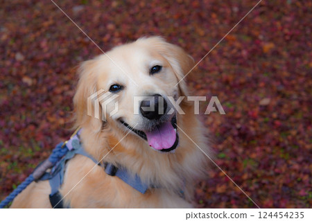 Smiling dog on a carpet of autumn leaves Smiling dog on a carpet of autumn leaves 124454235