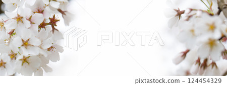 Blooming spring nature background. White flower Blooming spring nature background. White flower 124454329