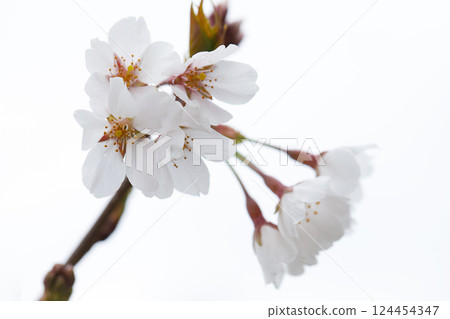 Isolated flower blossom background. White cherry flowers in sunlight 124454347