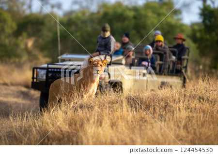 Guests in jeep watching young male lion 124454530