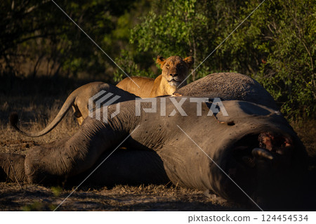 Lioenss stands watching camera over elephant carcase 124454534
