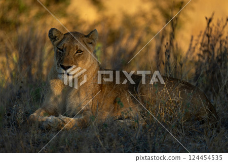 Lion lies in tangled grass with catchlight Lion lies in tangled grass with catchlight 124454535